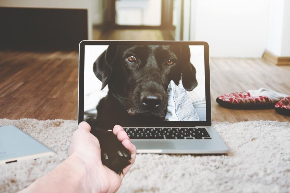Laptop on a rug showing a dog on a video call screen